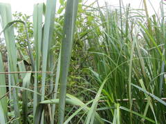 Cyperus ustulatus