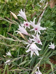 Gladiolus carneus