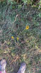 Coreopsis leavenworthii