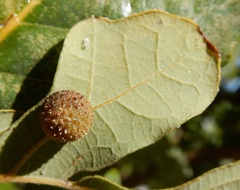 Acraspis quercushirta