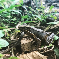 Lithobates warszewitschii
