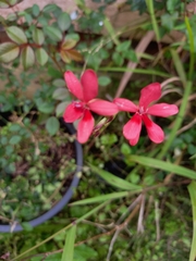 Freesia laxa