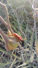 Hemiptera