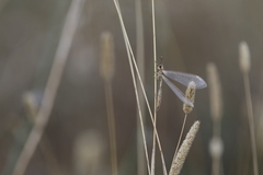 Macronemurus appendiculatus