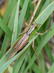 Pseudochorthippus montanus