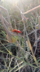 Hemiptera