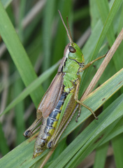 Pseudochorthippus montanus