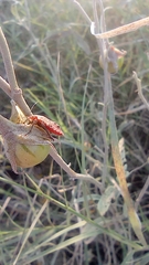 Hemiptera