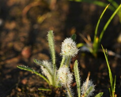 Plantago bellardii