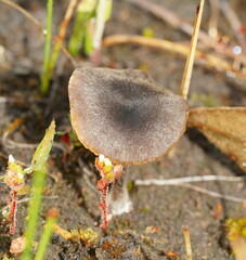 Entolomataceae