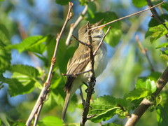 Empidonax traillii