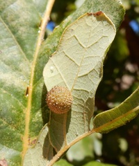 Acraspis quercushirta