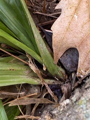 Careyanae