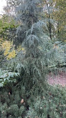 Cedrus deodara