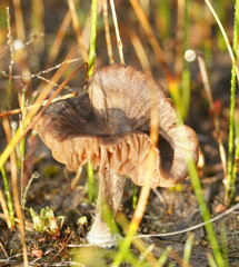 Entolomataceae