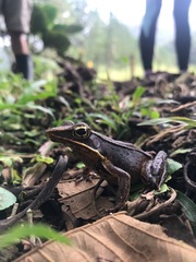 Lithobates warszewitschii