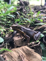 Lithobates warszewitschii