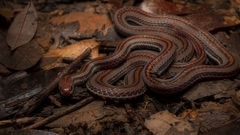 Calliophis intestinalis