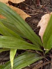 Careyanae