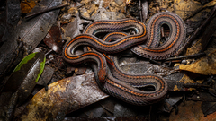 Calliophis intestinalis