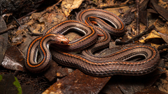Calliophis intestinalis