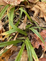 Careyanae