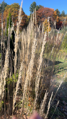 Muhlenbergia lindheimeri