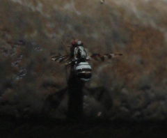 Myennis octopunctata