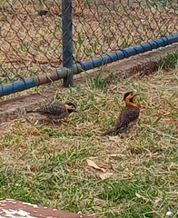 Colaptes campestris campestris