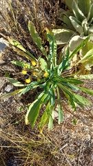 Senecio wootonii