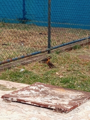 Colaptes campestris campestris