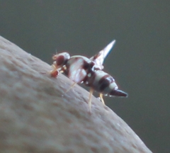Myennis octopunctata