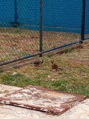 Colaptes campestris campestris