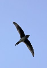 Cypsiurus balasiensis