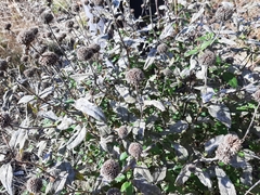 Monarda fistulosa