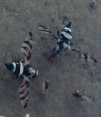 Myennis octopunctata