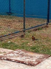 Colaptes campestris campestris