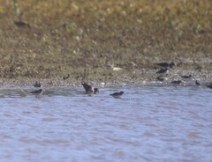 Calidris minutilla