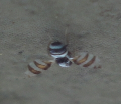 Myennis octopunctata