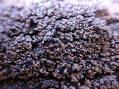 Hypocenomyce scalaris