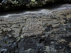 Hypocenomyce scalaris