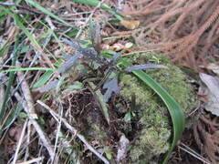 Pseudopanax crassifolius