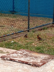 Colaptes campestris campestris