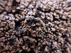 Hypocenomyce scalaris