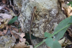 Stenocercus iridescens