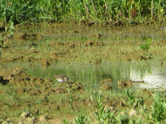 Calidris minutilla