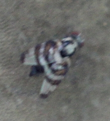 Myennis octopunctata
