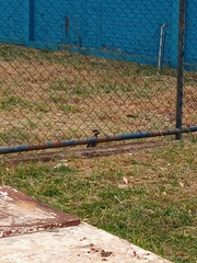 Colaptes campestris campestris