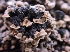 Hypocenomyce scalaris