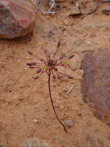 Austronea vermiformis